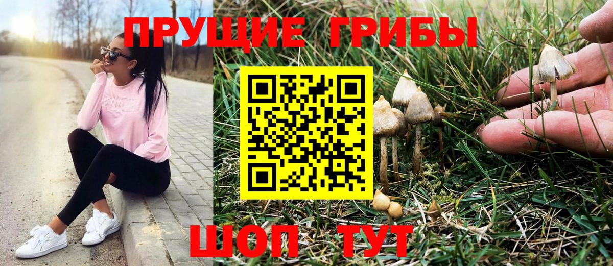 Галлюциногенные грибы Psilocybine cubensis Можайск